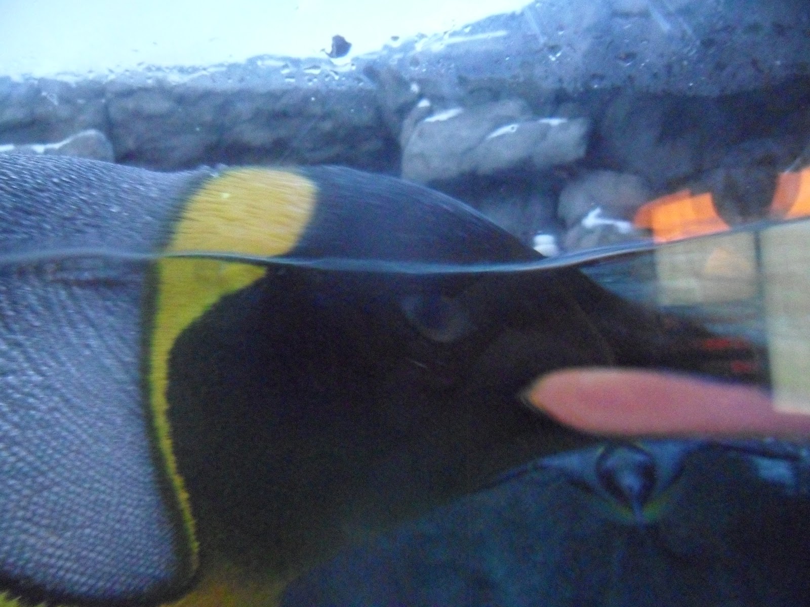 The penguins in Calgary: | "I don't want to live in a world without