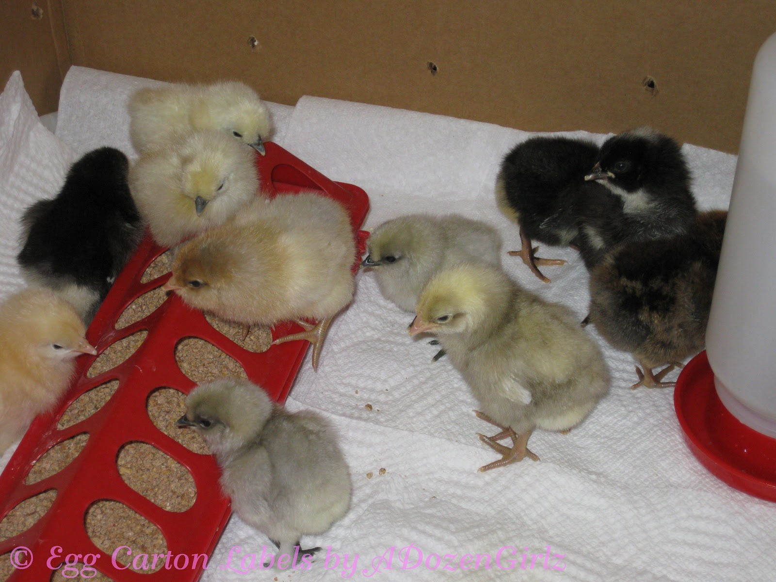 The Chicken Chick® Spraddle leg & Curled Toes Causes and Treatments