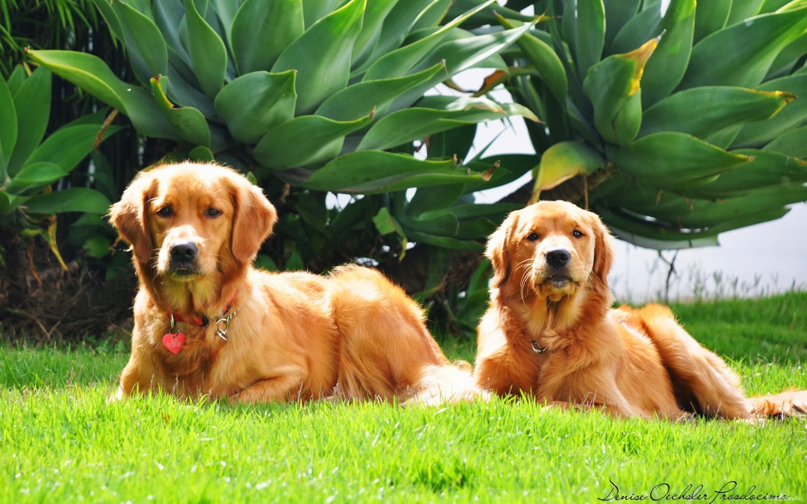 KÖPEK CİNSLERİ Golden köpek, Retriever