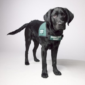 black guide dogs