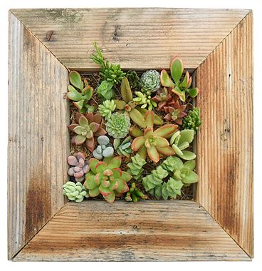 succulent+planter | 6 Ways to Uniquely Decorate Your Home | 15 |