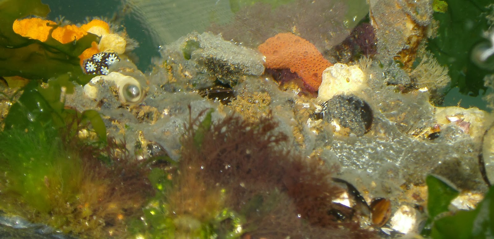 Harbor Watch Floating Dock Mussel Beds