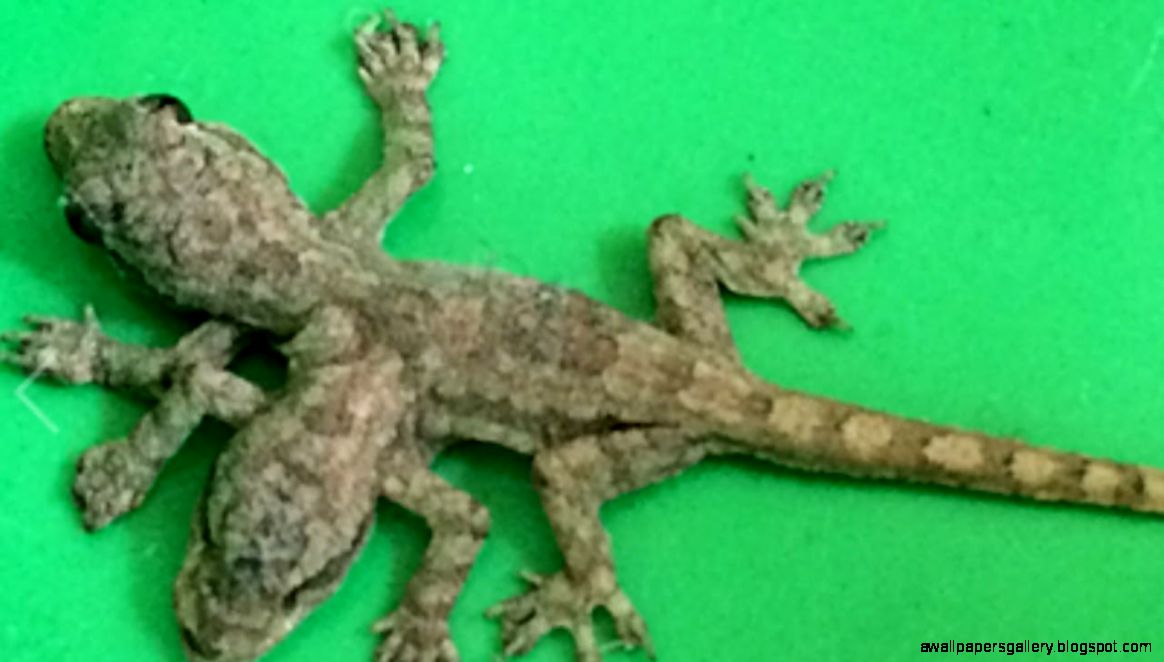 Rare 2 Headed Baby Gecko Has 6 legs YouTube Rare 2 Headed Baby Gecko Has 6 legs YouTube