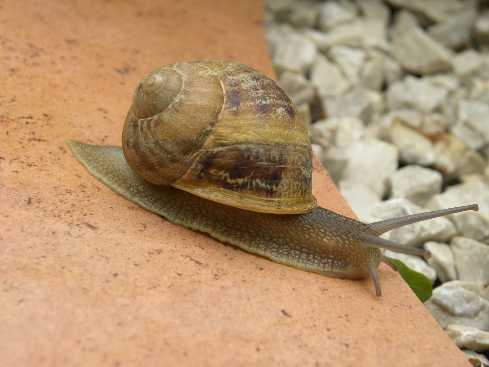 PS Whimsy Behind the Brush Snails Tale or is that tail?