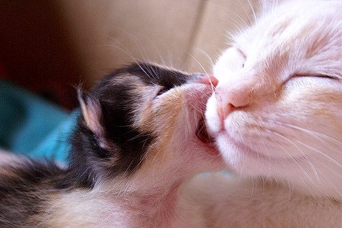 Cute Love Images - Feel Free Love Images Blog | Free Image ...