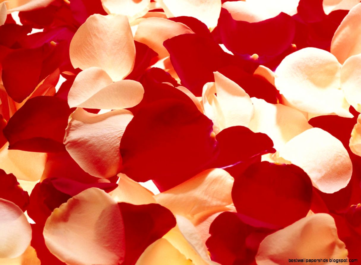 rose flowers wallpaper Rose Petal Wallpaper rose flowers wallpaper Rose Petal Wallpaper