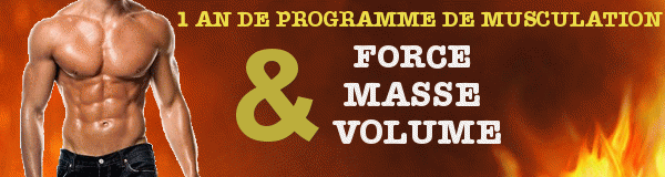 programme de muscule