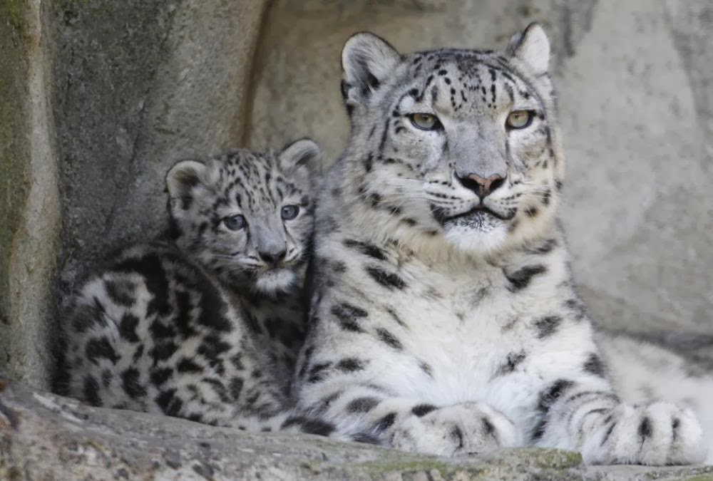 133162-snow-leopards.jpg