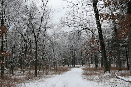 Lyman Woods in the Winter