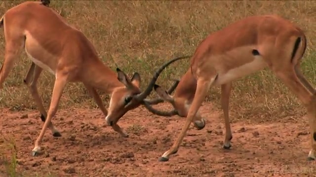 Impalas Animal