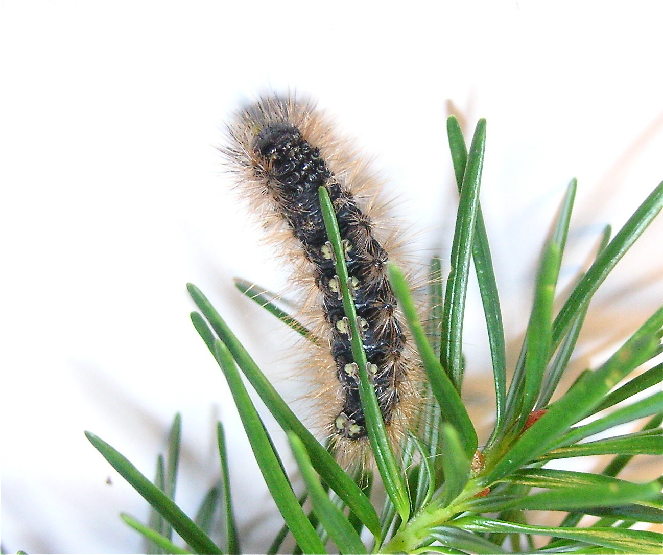Nature ID silverspotted tiger moth 05/02/11 at home