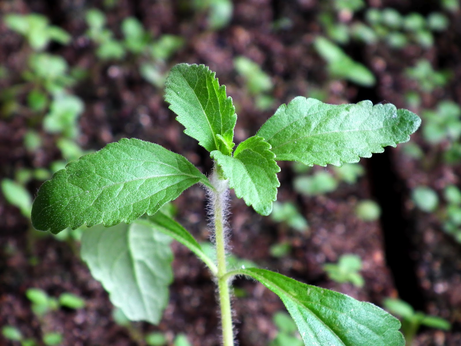 Sweet Leaf