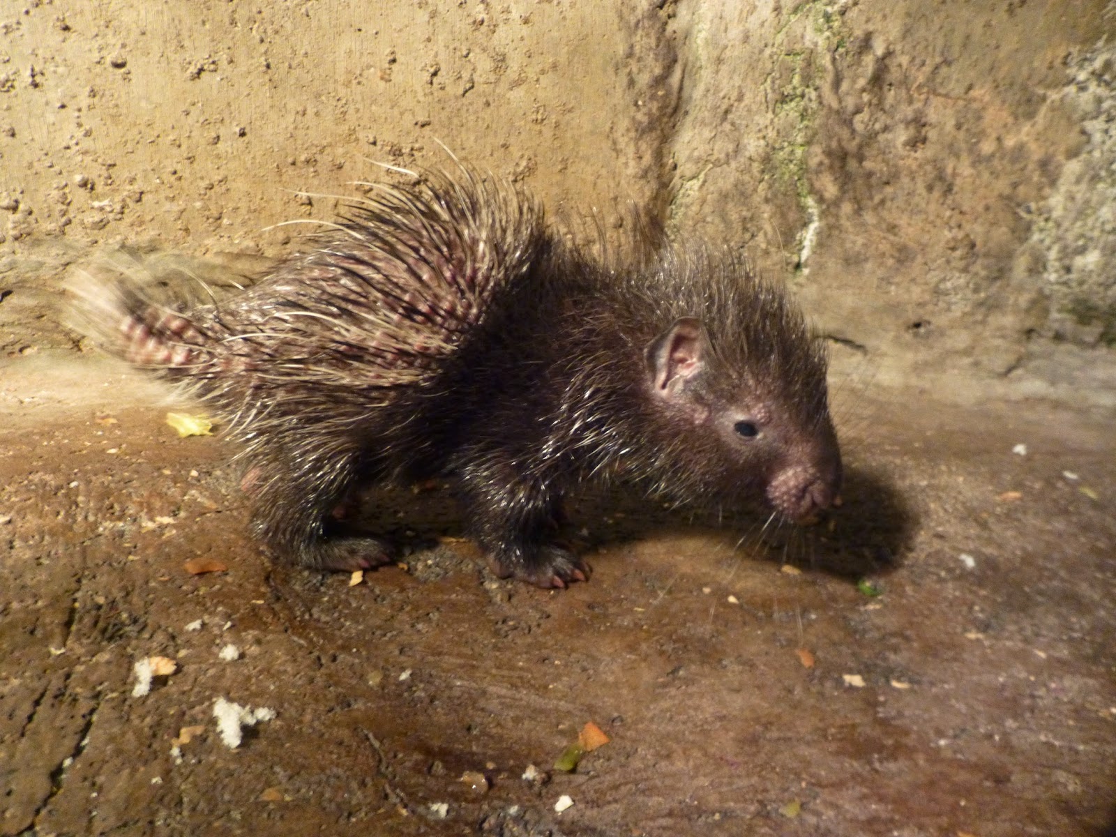 はむらzoo小噺 インドタテガミヤマアラシの赤ちゃん誕生