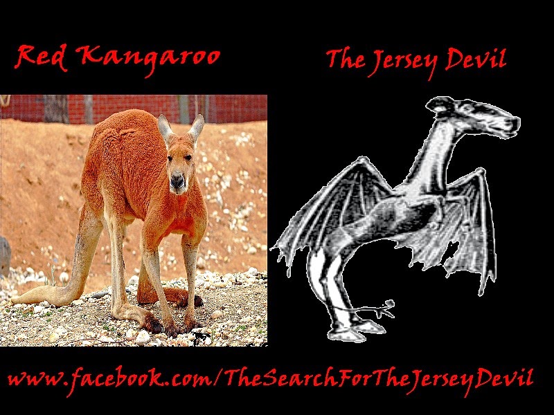 Abandoned, Roadside and Historic The Jersey Devil The Red Kangaroo Theory