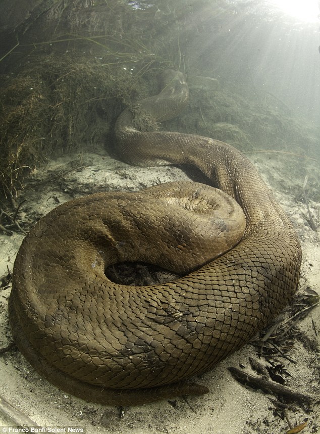 gambar hewan - foto ular terbesar