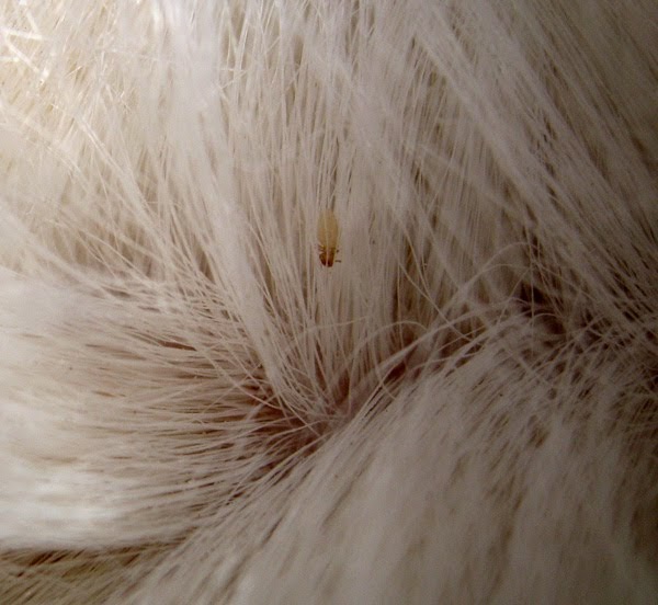 My Equestrian World Why Did it Have to be LICE!