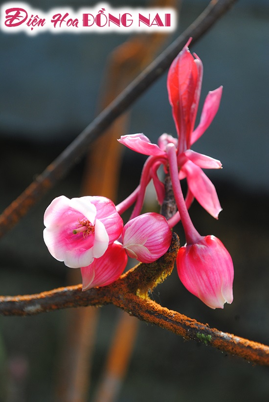 [Image: Ba-Na-hills-ruc-sac-mua-hoa-dao-chuong-no-ro-7.jpg]