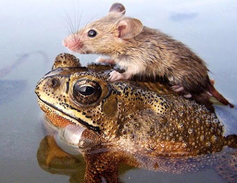 wild animals should not be kept as pets essay wild animals should not be kept as pets essay