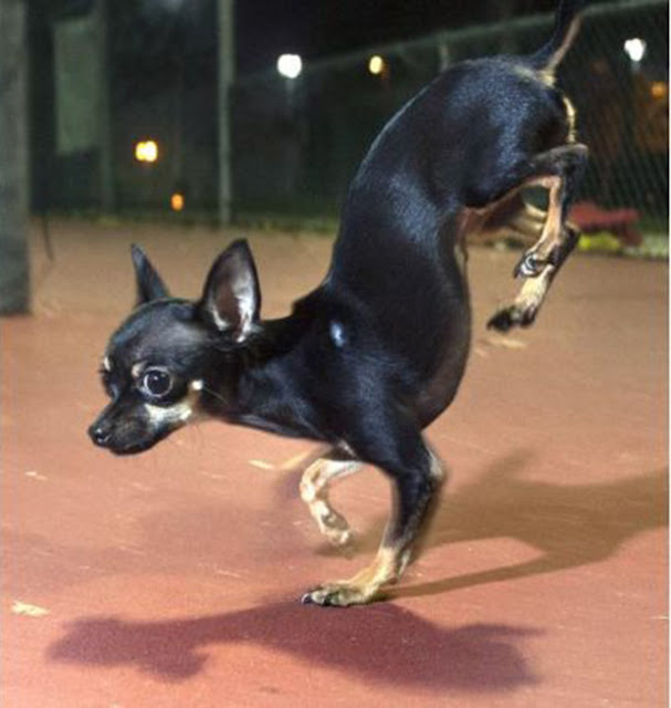 World's Fastest Dog which covers 5 meters on Front Paws
