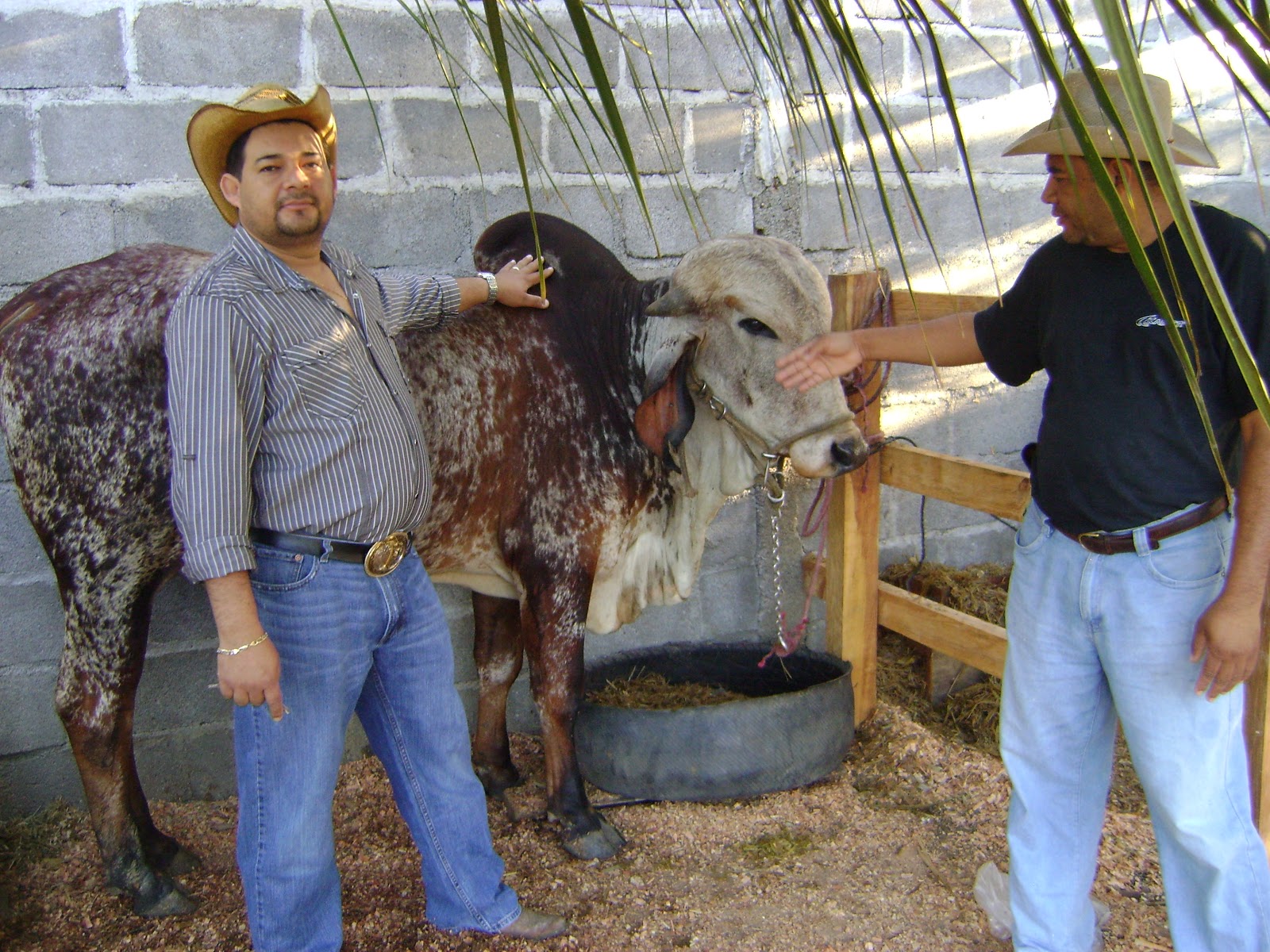 VICTORIA,YORO, HONDURAS. ASOCIACION DE GANADEROS TIENEN NUEVAS