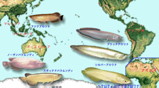 Nama latin ikan arwana adalah