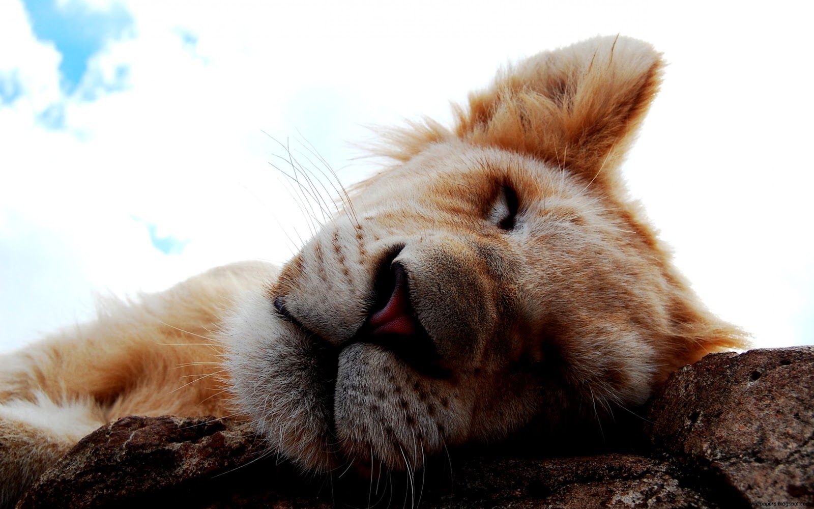 Cute Lion Cub Cute Lion Cub