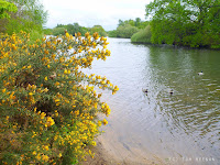 Walking through Epping Forest - Gorse in bloom by Hollow Pond