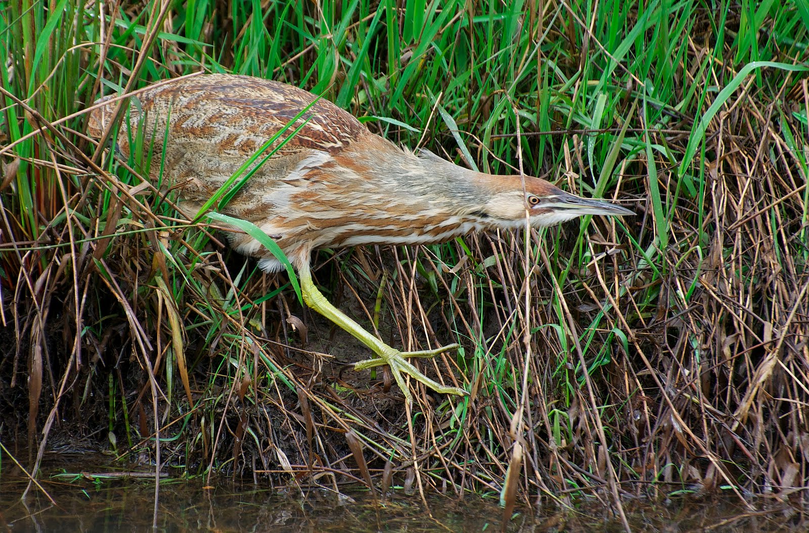 NW Bird Blog American Bittern