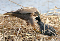 какая птица охотится на голубей. Смотреть фото какая птица охотится на голубей. Смотреть картинку какая птица охотится на голубей. Картинка про какая птица охотится на голубей. Фото какая птица охотится на голубей какая птица охотится на голубей. Смотреть фото какая птица охотится на голубей. Смотреть картинку какая птица охотится на голубей. Картинка про какая птица охотится на голубей. Фото какая птица охотится на голубей