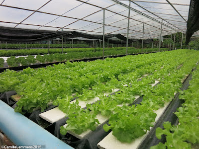 Sheep and hydroponics farm in Maenam