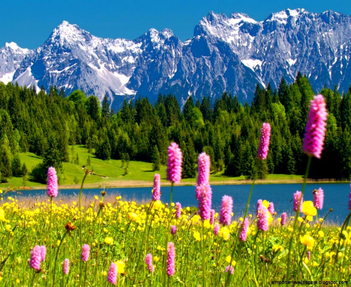 mountain flowers wallpaper 90267 HQ Desktop Wallpapers mountain flowers wallpaper 90267 HQ Desktop Wallpapers