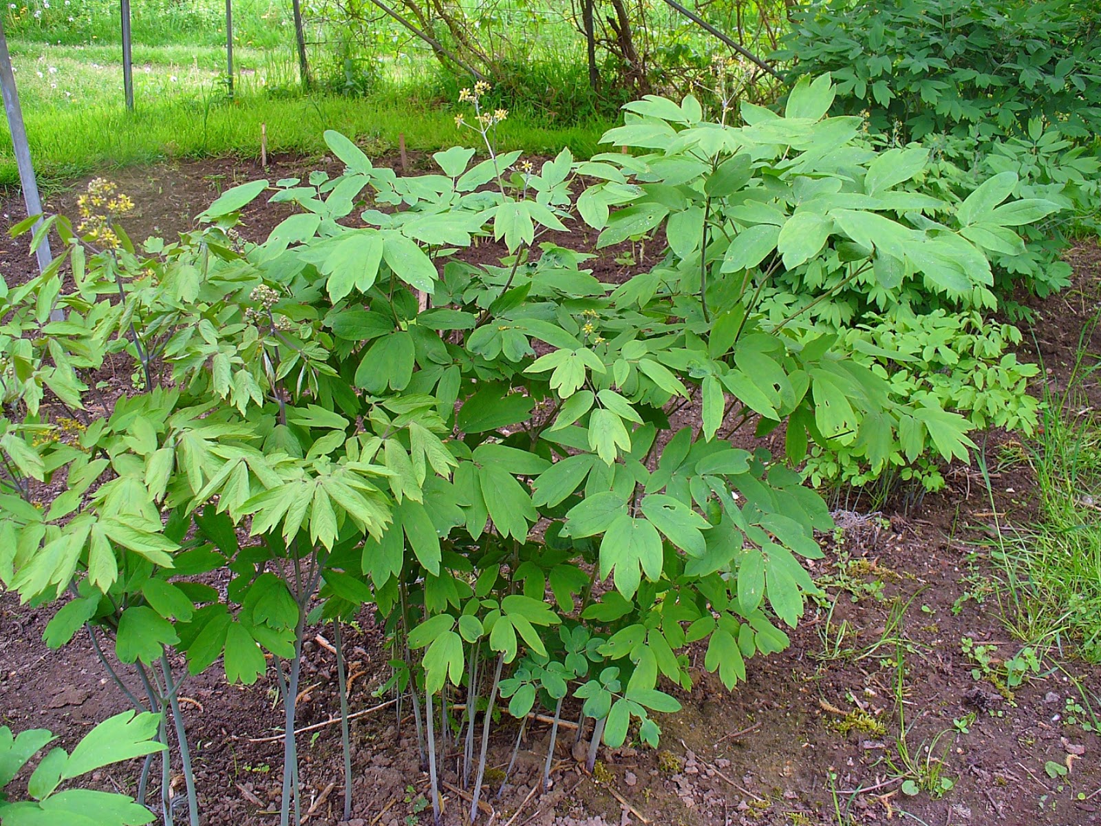 Trees Caulophyllum thalictroides Blue Cohosh