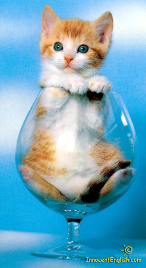 cute-kitten-in-glass.jpg