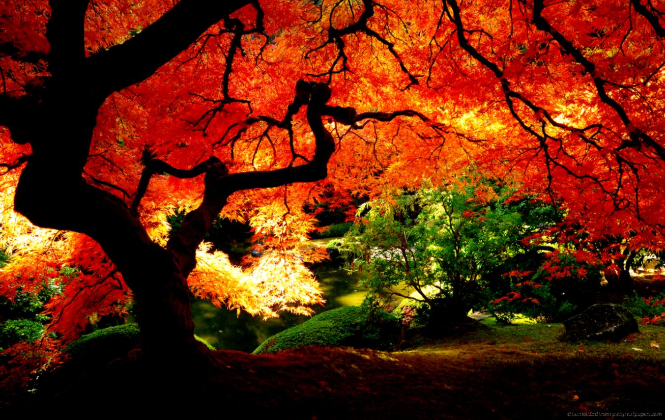 Download 1440x900 Beautiful Red Autumn Tree Wallpaper Download 1440x900 Beautiful Red Autumn Tree Wallpaper