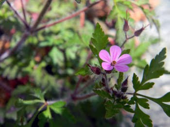 Geranium purpureum (Geranio purpureo)