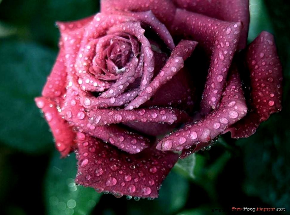 Pink Rose Flower Images 12 HD Wallpapers Pink Rose Flower Images 12 HD Wallpapers