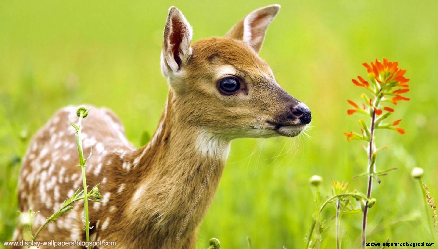 Animal Wallpapers HD WallpaperSafari Animal Wallpapers HD WallpaperSafari