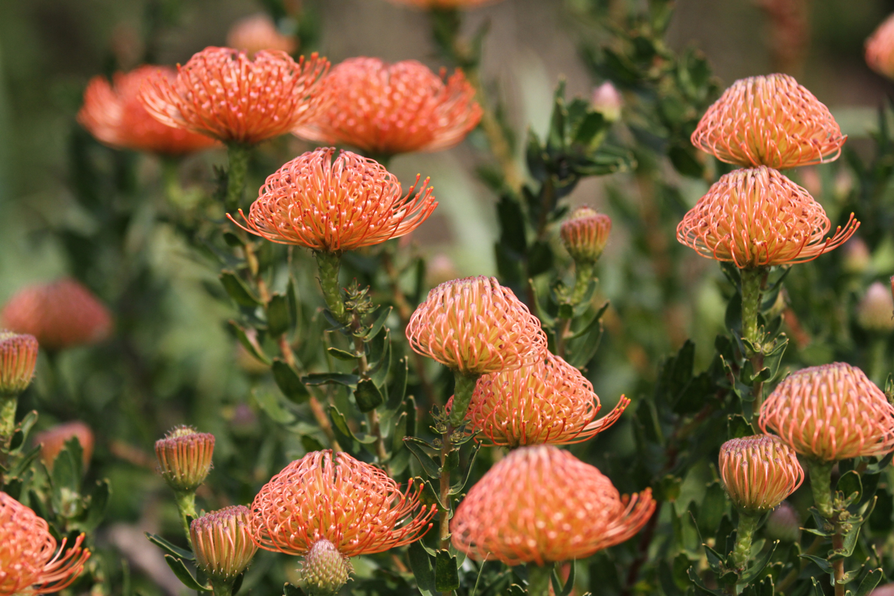 Tanarah Luxe Floral Blooms to Love Pincushion Protea
