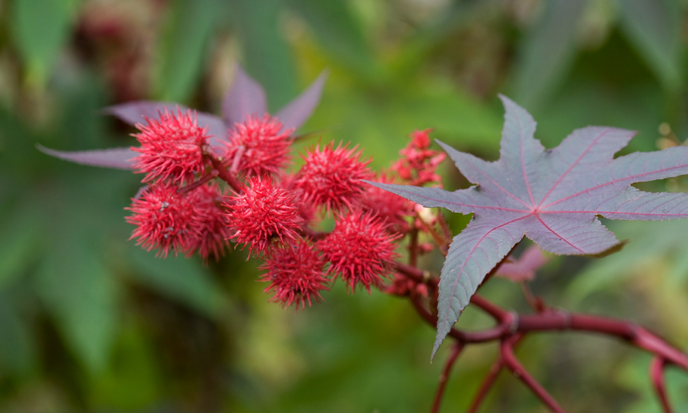 Red Foliage Plant