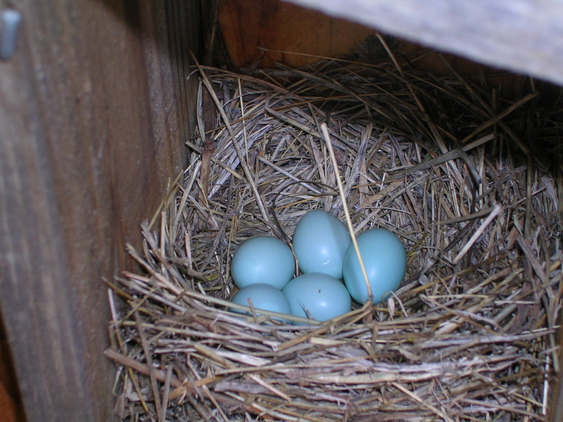 "Bird Poop" of north Texas Birds prefer finding natural nest material