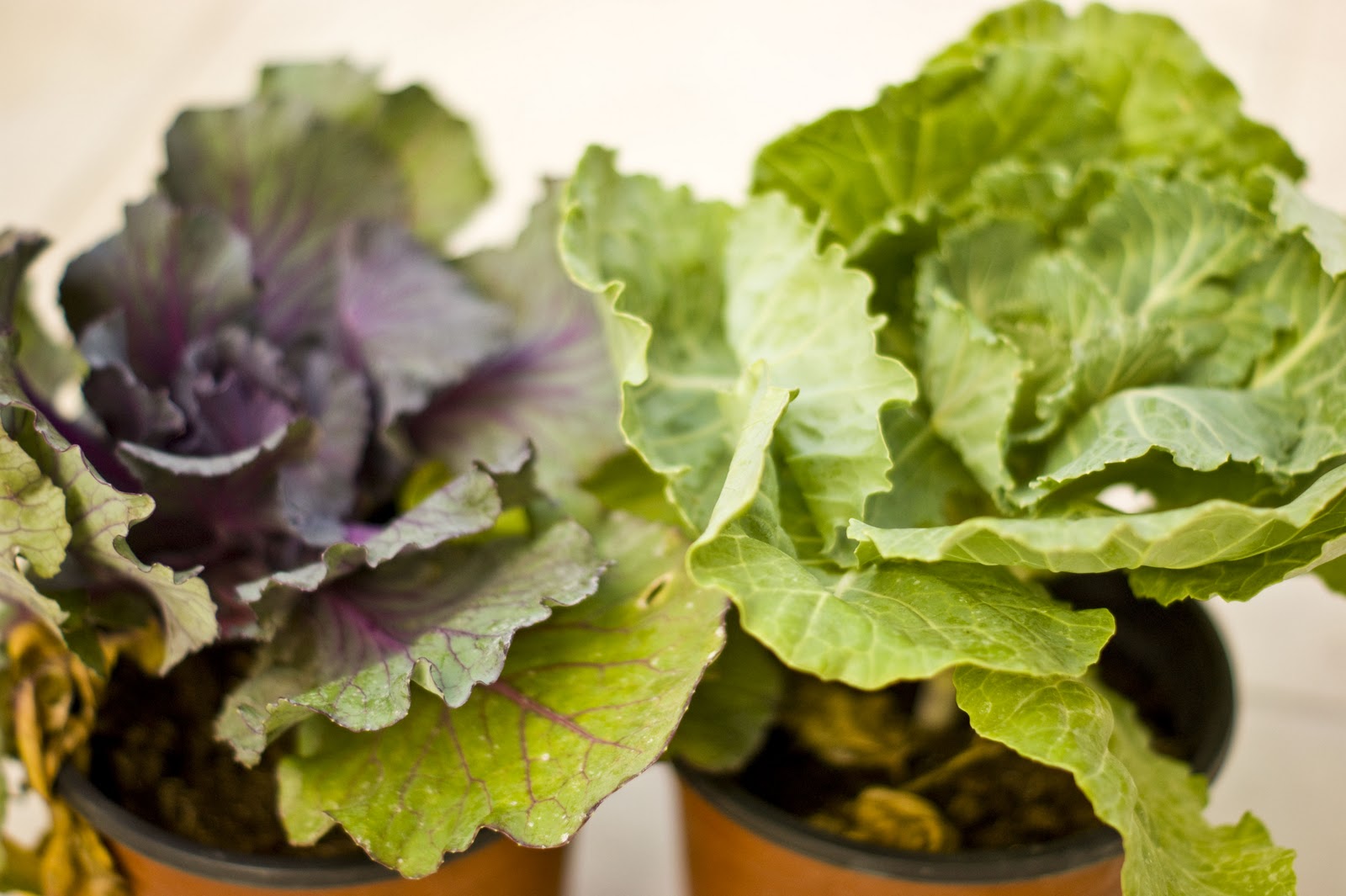 Dubai Veg Growers Making a bed for the BrassicasCabbage, Cauliflower
