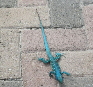 aqua blue Iguana