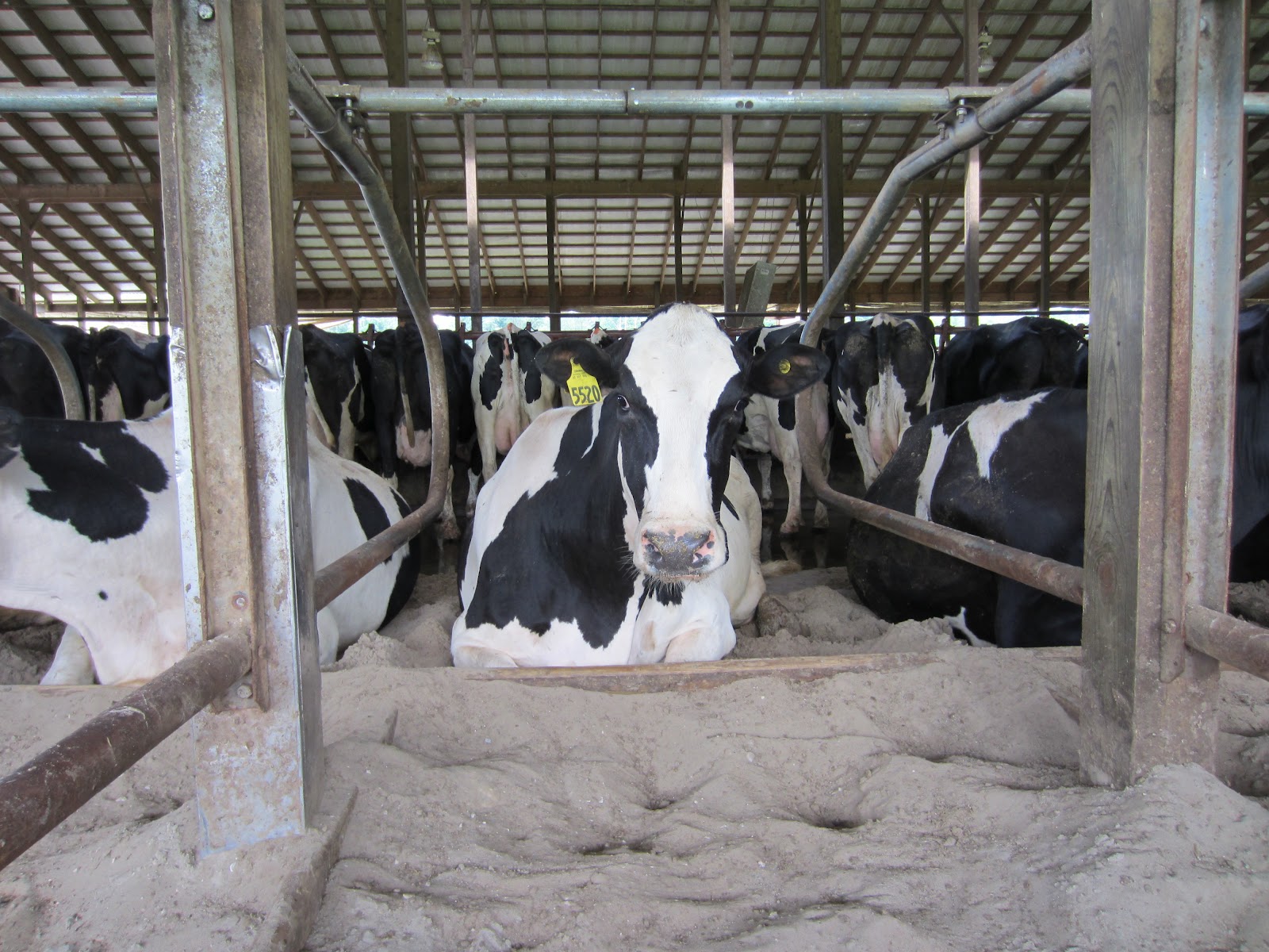 Dairy Cow Housing