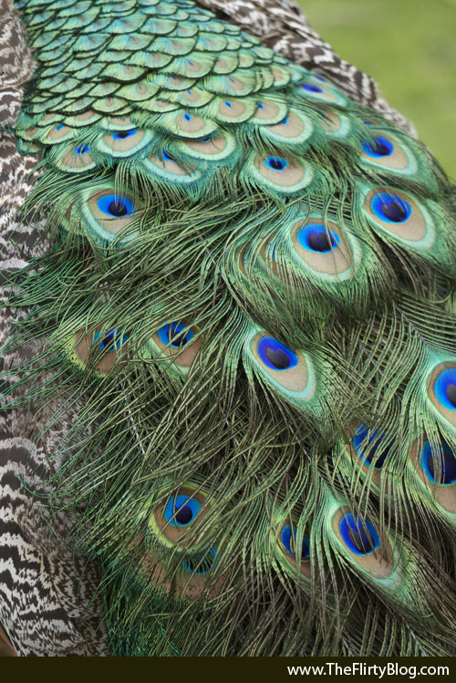photo of peacock tail