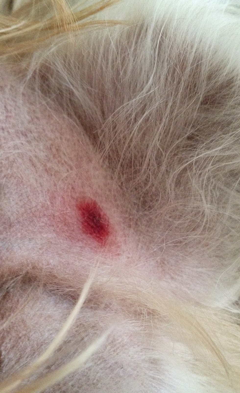 Pet Health Bug Bites Fashion meets Food