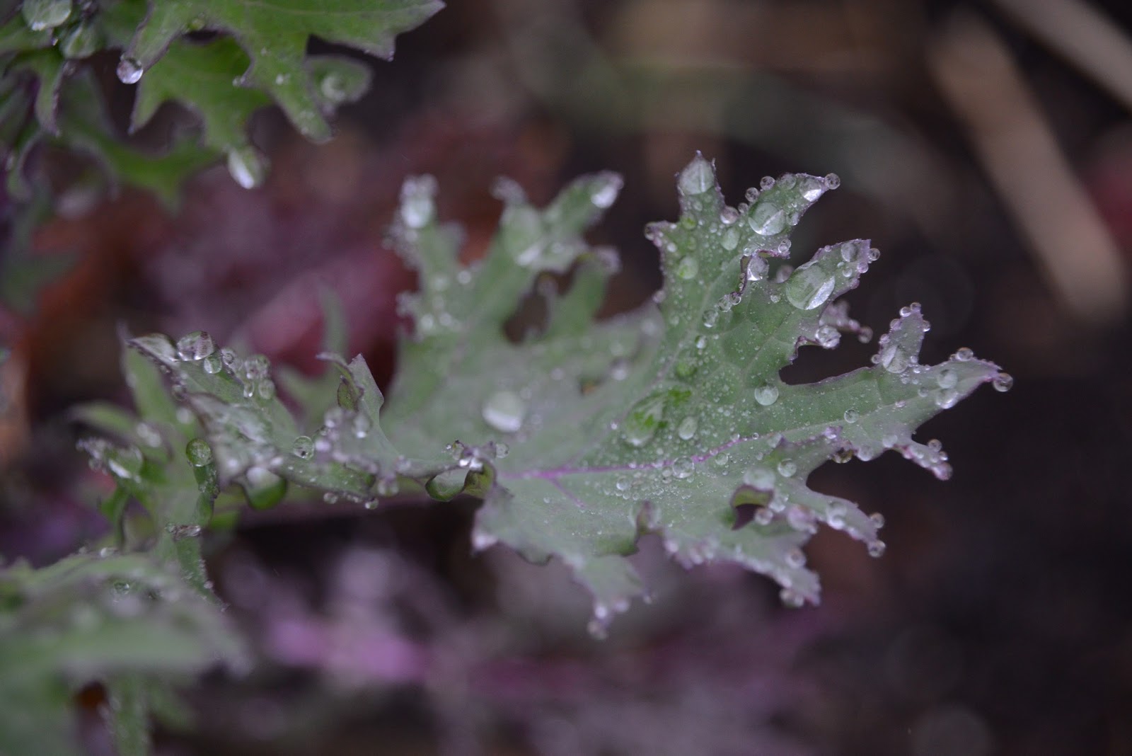 kids grow kale Sprouting Chefs The Blog