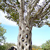 10 Most Magnificent Trees in the World - FOX NAIJA
