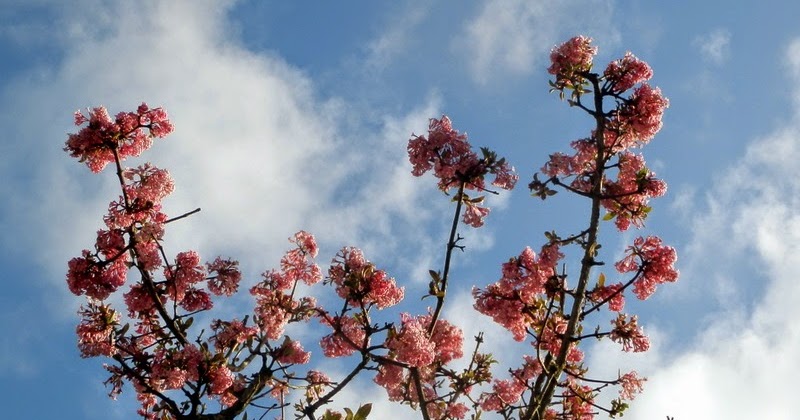 In Mijn Tuin 2012