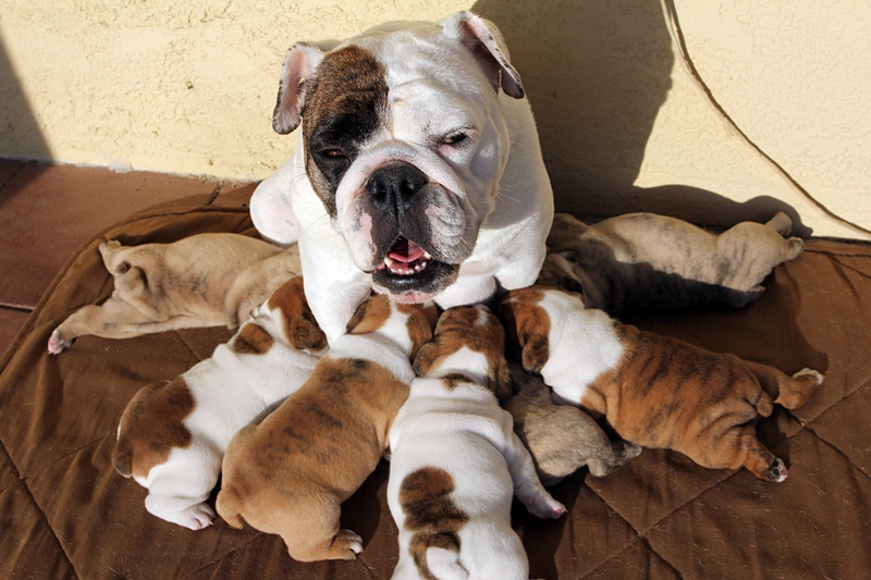 Friday Puppy