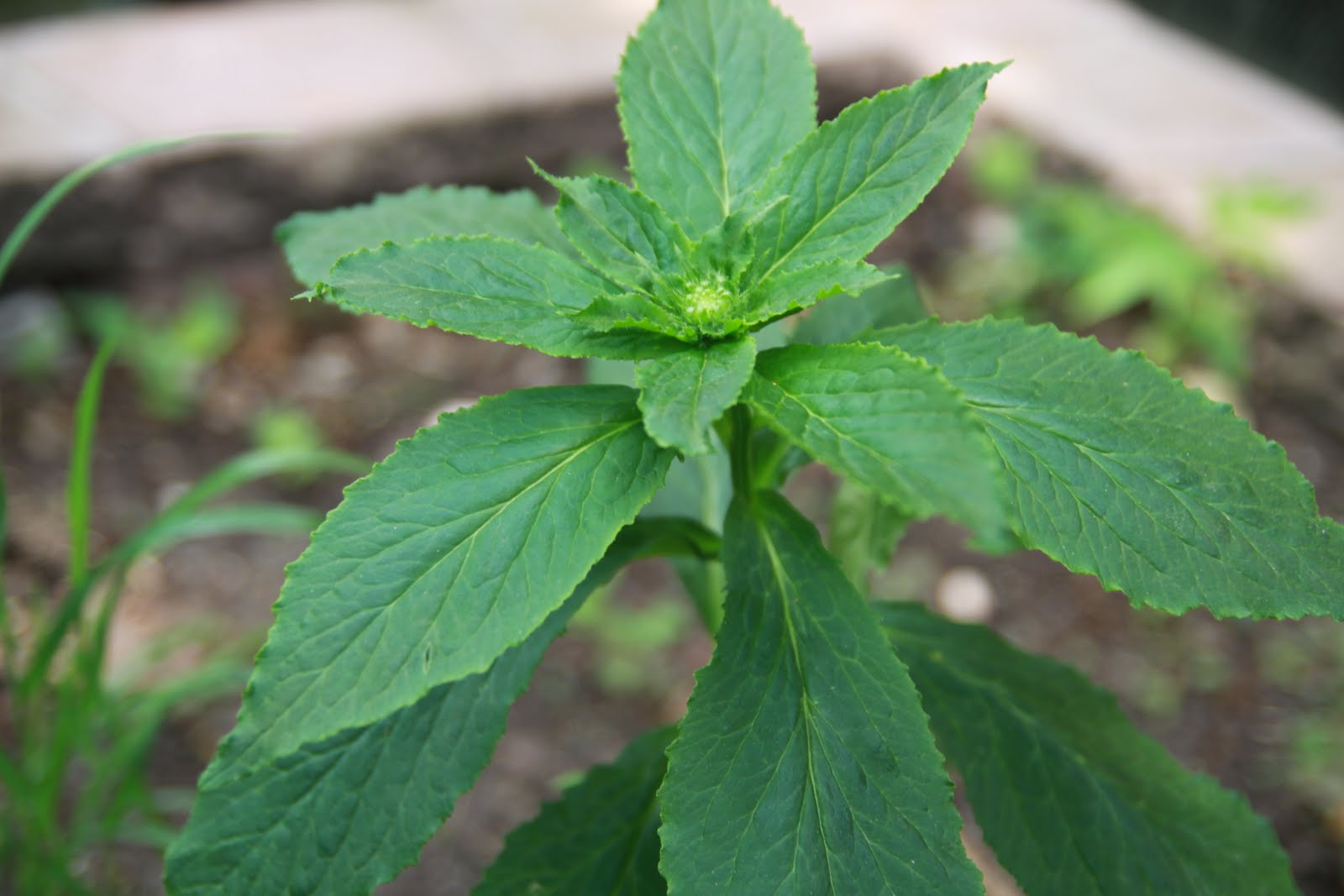 Chicago Native Plants